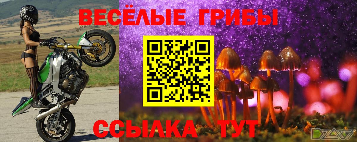 Псилоцибиновые грибы Psilocybine cubensis Можга